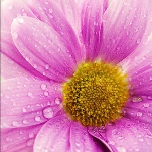 Meet your Posher, Isabella